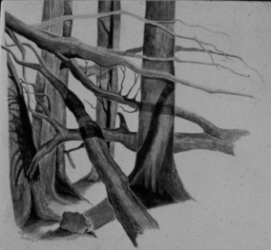 Bare trees on the river